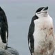 Chinstrap penguin - VideoHive Item for Sale