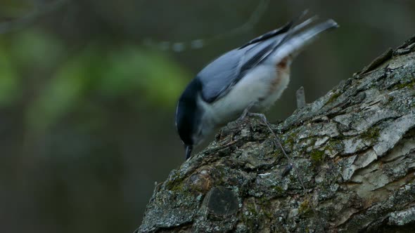 White Bird with Black Top sits Perched upon a Tree Trunk and Pecks the Wood for Insects