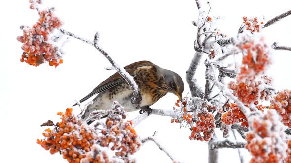 Thrush Eats Rowanberry