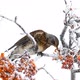 Thrush Eats Rowanberry - VideoHive Item for Sale