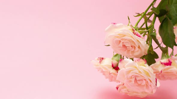 Bouquet of Beautiful Pink Roses on a Pastel Background with Copy Space Concept for the Holidays
