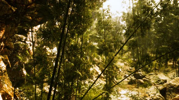 Green Bamboo Forest with Morning Sunlight alt