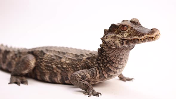 cuviers dwarf caiman rotating smooth view white background.