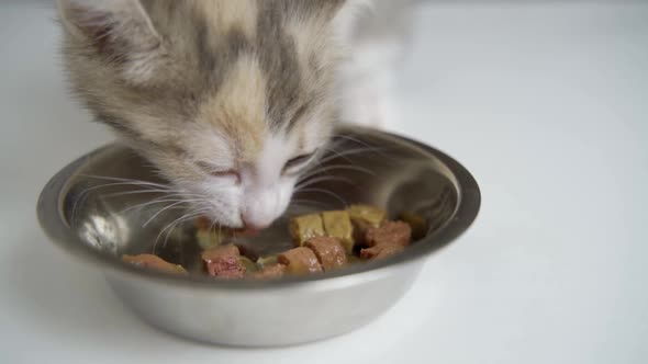 Close Up Striped Kitten Eats Fresh Canned Cat Food for Small Kittens at Home