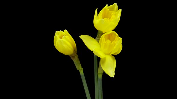 Timelapse of Growing Yellow Daffodils or Narcissus Flower