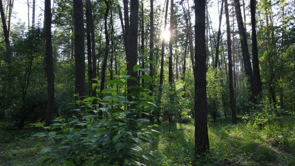 Beautiful Green Forest on a Summer Day Slow Motion