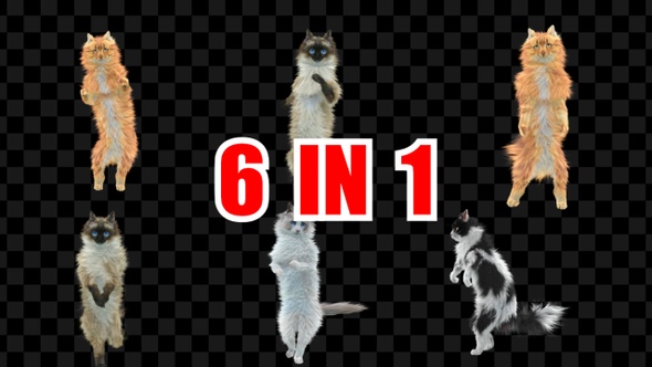 Cat Dancing 6 Pack