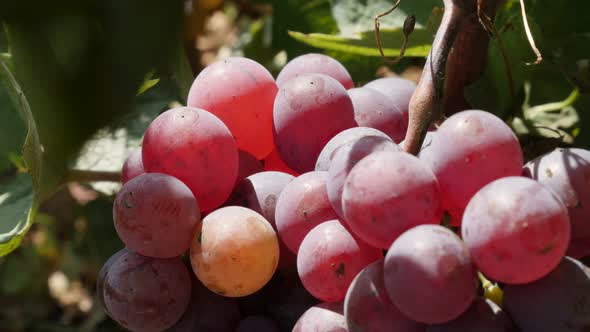 Slow tilt over grapes on a vine in a vineyard 4K footage