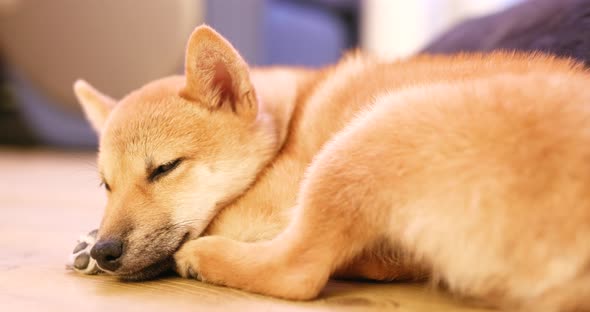 Pet owner touch on little puppy shiba inu dog 