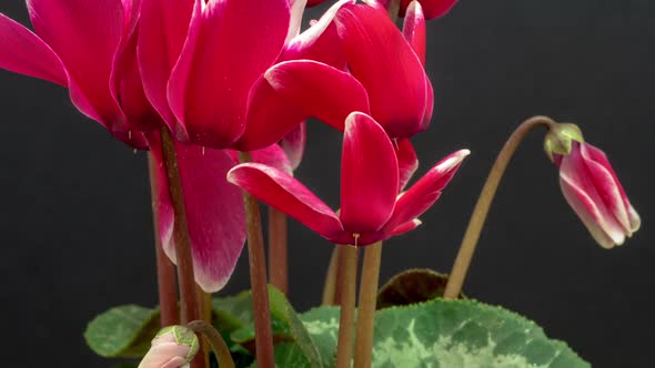 Cyclamen Flower On Black 3