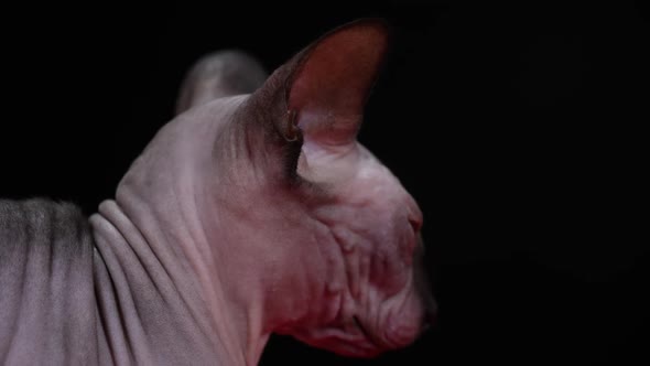 Profile Portrait of a Canadian Sphinx in the Studio on a Black Background