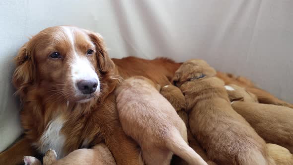 Female Dog Nursing Cute Puppies