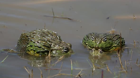 Mating African Giant Bullfrogs - South Africa