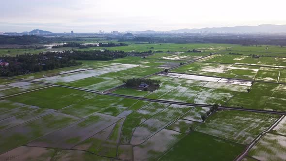 Aerial fly over green paddy field