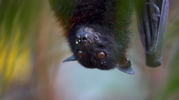 Pteropus Vampyrus resting upside down and looking around. EXTREME CLOSE UP