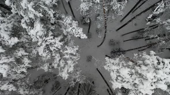 AERIAL: Top Shot of Flying Over Pine Tree Forest with Snow Covered Peaks