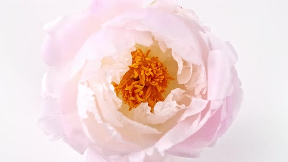 Beautiful Pink Blooming Peony Flower Open on White Background