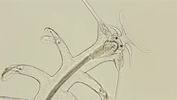 the Worm Polychaeta, Genus Tomopteris Under a Microscope, Holoplankton Spends the Entire Life Cycle