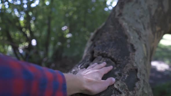 Close Up Man Hand's That Touching on Tree Trunk in the Forest