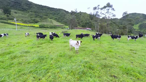 Cows grassing on the mountains