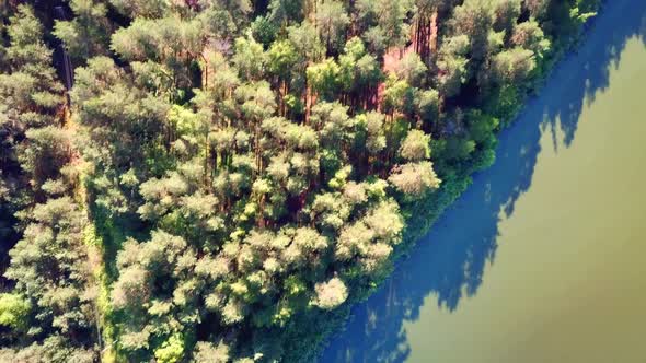 Coniferous Forest And Zelenukha River 05