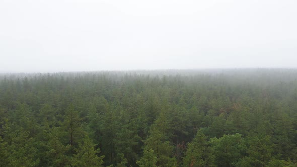 Forest in Fog in Rainy Autumn Weather. Ukraine. Aerial View, Slow Motion