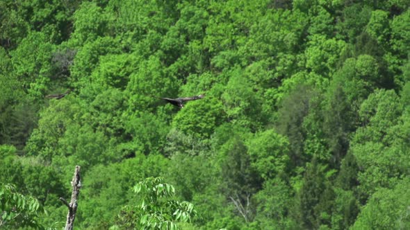 vultures flying on mountains