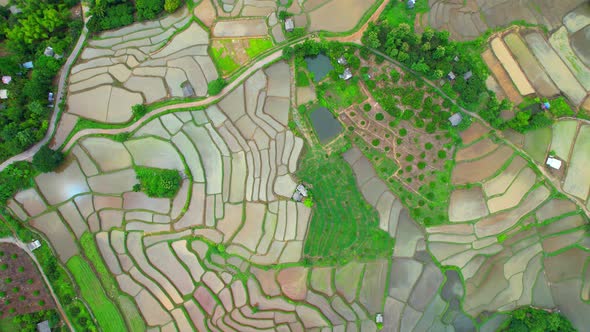 Aerial view of agriculture in rice fields for cultivation