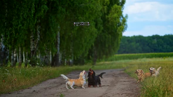 Funny dogs outdoors. Well-groomed dogs bark on a drone flying over their heads. Group of beautiful p
