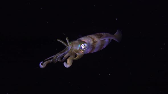 Big fin reef squid at night. A big fin reef squid drifting in the tropical ocean at night displaying