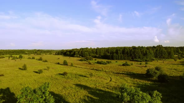 A forest area in the rays of the evening sun.