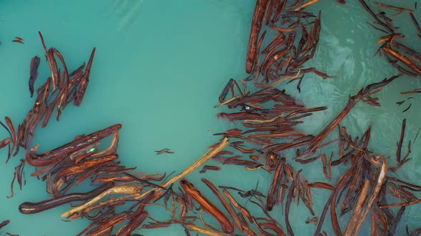 Aerial Top View on Lot of Driftwood in Bluer River on Aksu Canyon in AksuZhabagly Nature Reserve