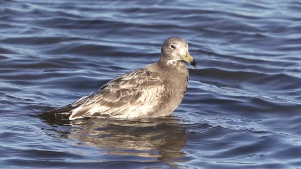 Slow Motion Closeup, Juvenile Olrog's Gull Bird Grooming In Wavy Shallow Shore. Cleaning, flapping W