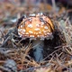 Toadstool mushroom in the forest in autumn - VideoHive Item for Sale