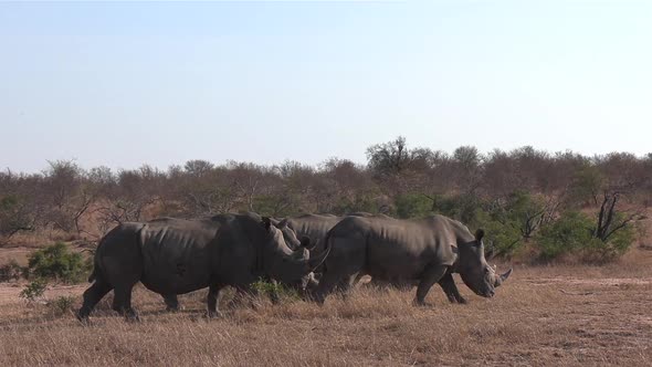 Group of southern white rhinos walk on dry grass in African bushland