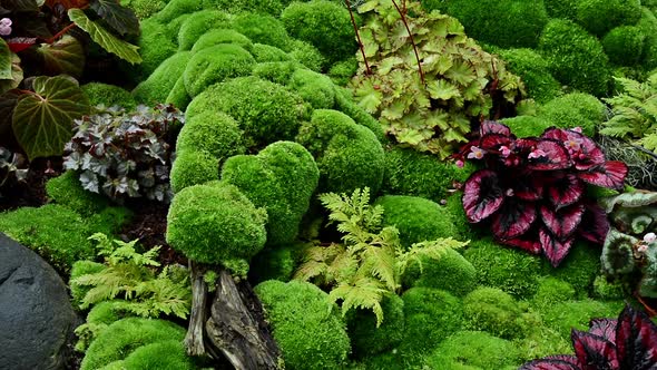 Zoom out ground full of begonias and moss