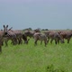 Zebras Herd Grazes - VideoHive Item for Sale