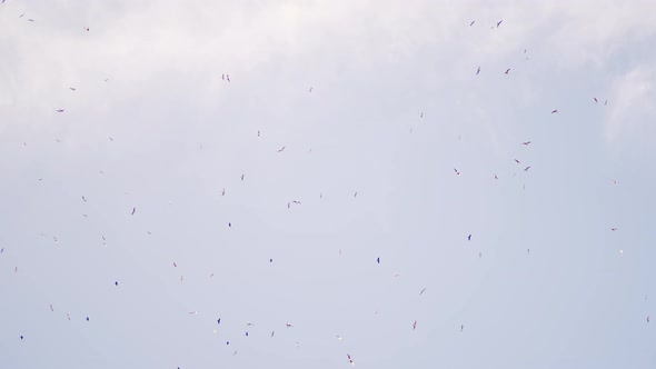 Many Wild Birds in the Sky at Sunset