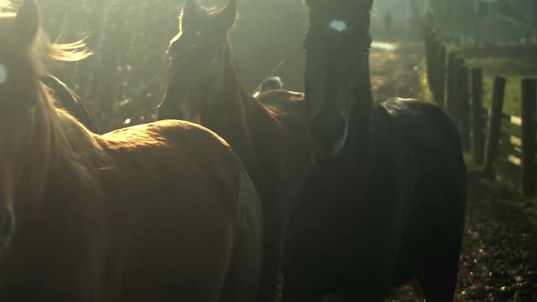 Horses run down path in beautiful morning light, slow motion