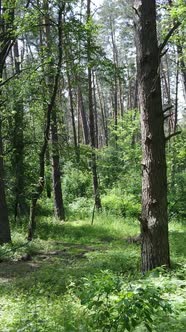 Vertical Video of a Forest with Trees