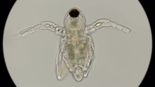 nauplios daphnia, just born, under a microscope 