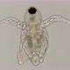 nauplios daphnia, just born, under a microscope  - VideoHive Item for Sale