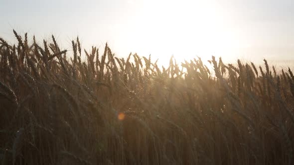 The Evening Sun With Beautiful Spikelets