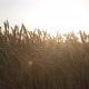 The Evening Sun With Beautiful Spikelets - VideoHive Item for Sale