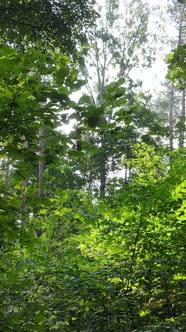 Vertical Video of Green Forest By Day