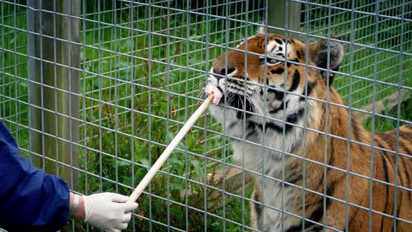 Tiger Being Hand Fed in Enclosure