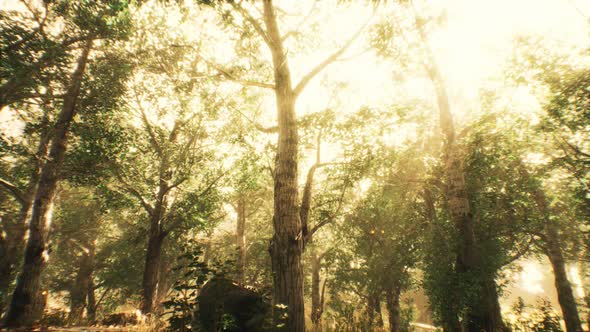 Rays of Sunlight in a Misty Forest in Autumn