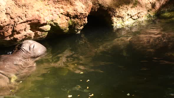 Hippos Playing in a River