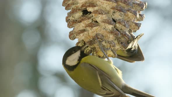 CLOSEUP Great tits in a frenzy of feeding on a pine cone feeder