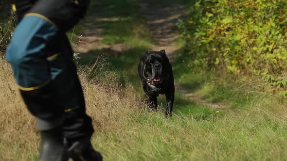 Slow Motion Black Cane Corso Dog Wears In Special Clothes Running Near Owner Women During Training